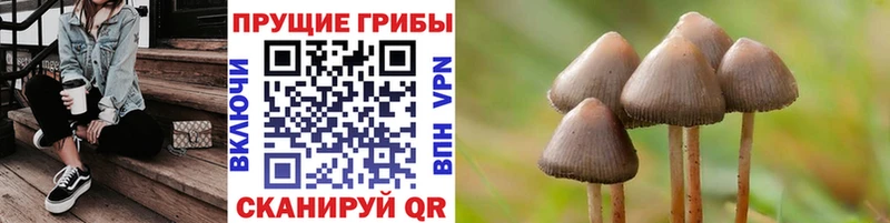 Псилоцибиновые грибы Psilocybe  Олонец 